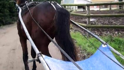 DREAMING POLE PRESENTE PAR F.TOQUET