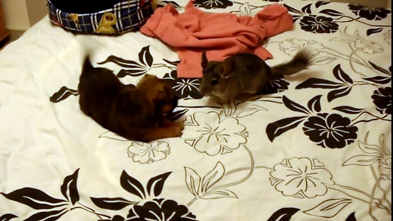 Puppy Meets A Chinchilla