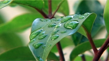 Shortcuts to Mindfulness - Book Trailer