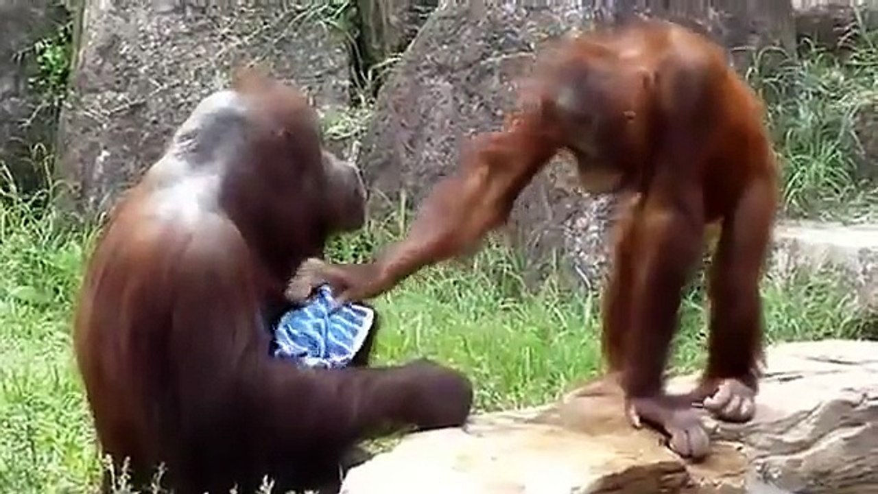 Orangutan Cools Off Like A Human