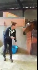 Horse Jamming To Music