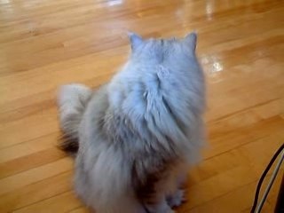 Je veux aller dehors