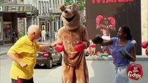 Angry Fighting Kangaroo, Part 2 BY studio 2 New Funny videos