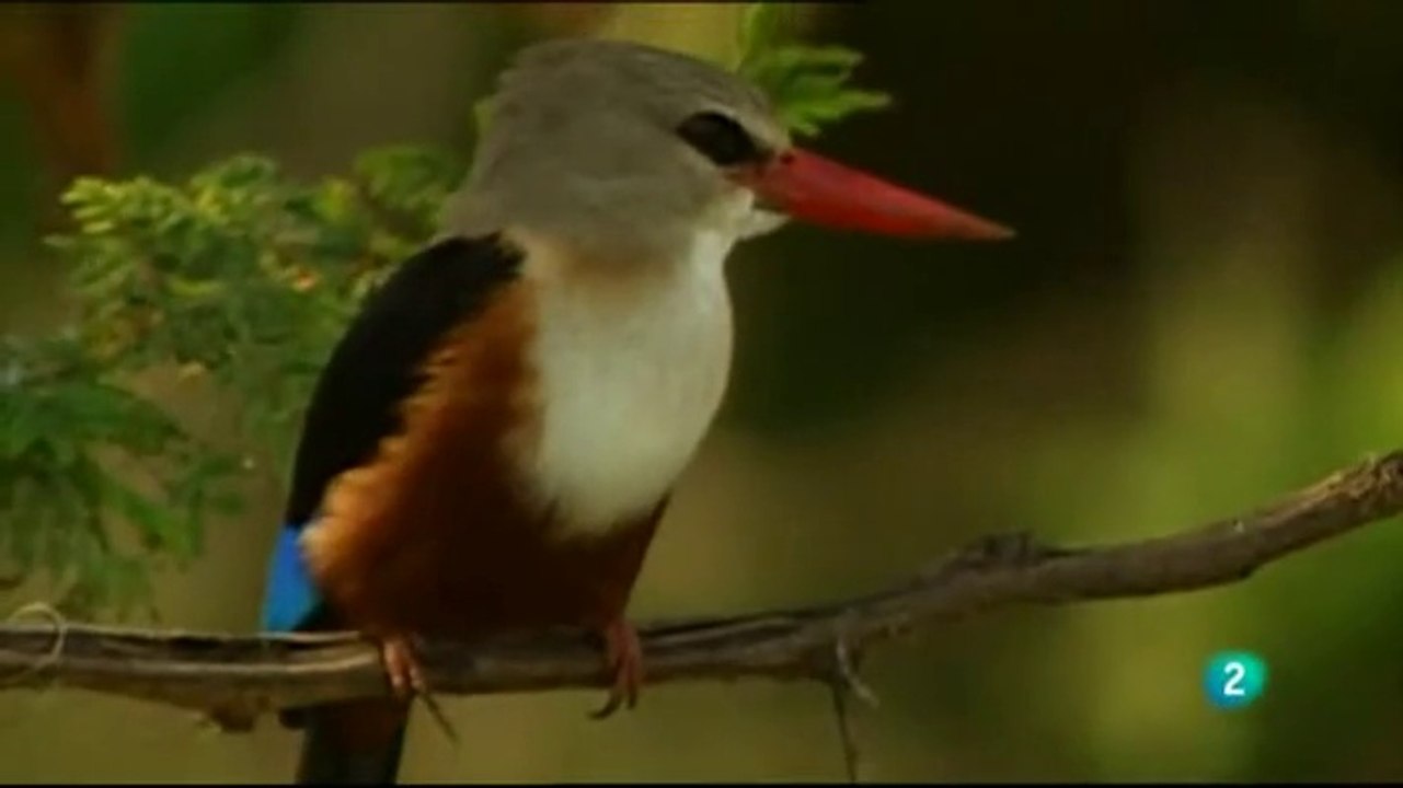 LA VIDA DE LAS AVES - EL PODER DE LAS ALAS - DOCUMENTAL