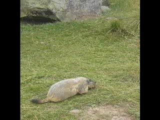 Marmotte - marmotte