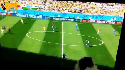 Funny Cats and Dogs Watching the World Cup 2014 - 720p - HD - Funny 2014