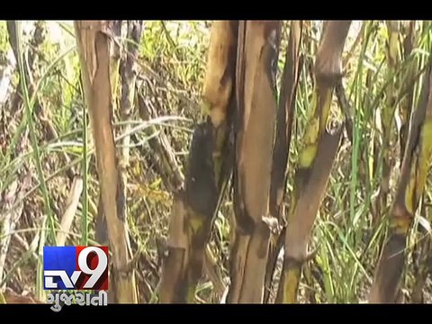 I-T department sends notice to Sugar producers, Navsari - Tv9 Gujarati