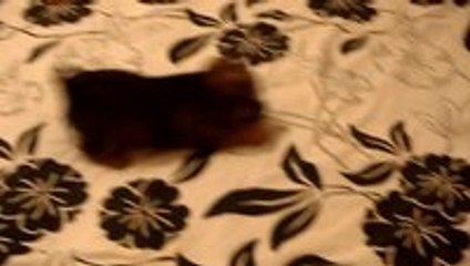 Puppy meets a chinchilla