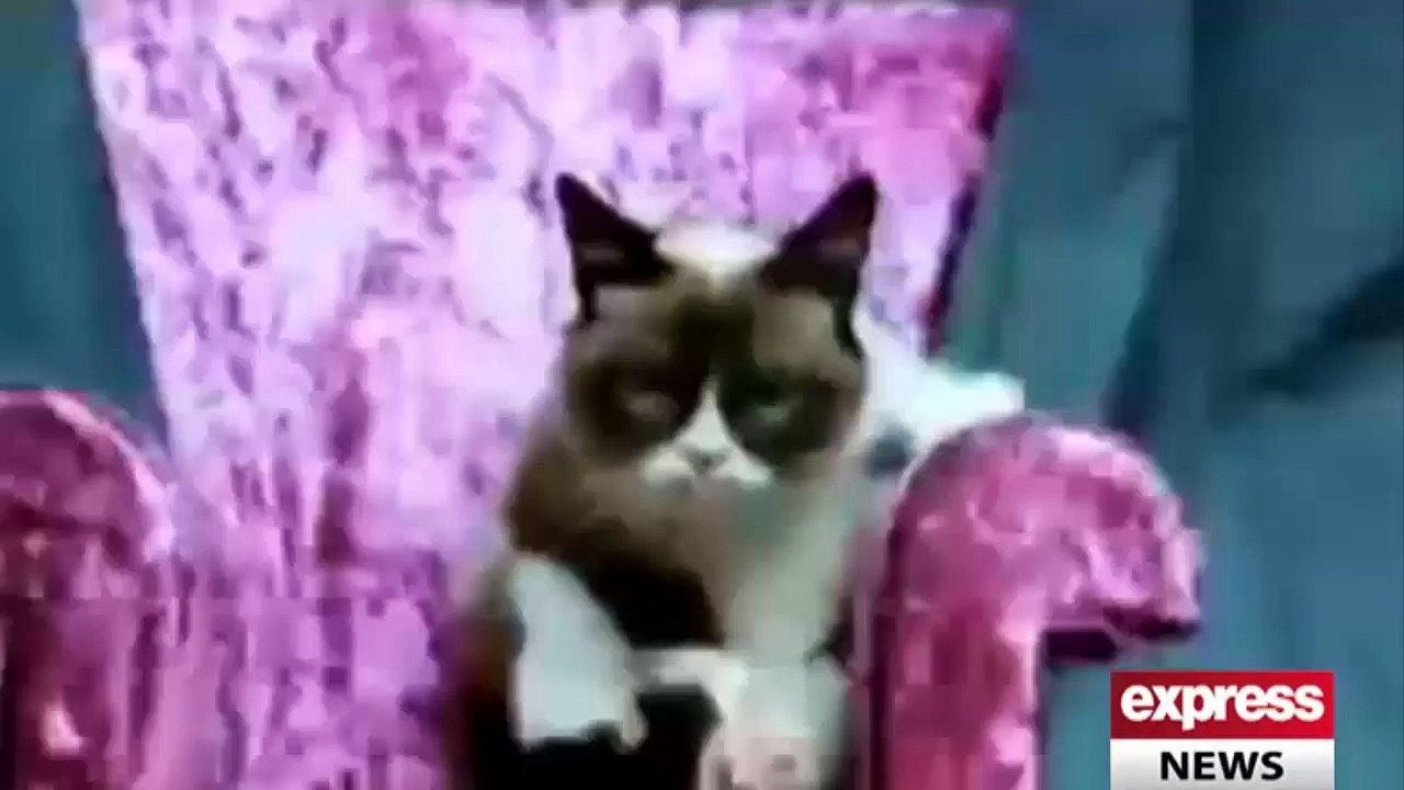 Angry Cat
