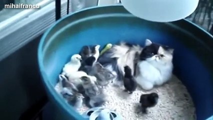 What A Sweet Cat    Cats Adopting Baby Birds