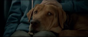 Quand les chiens maltraités se rebellent : White God - Bande-annonce