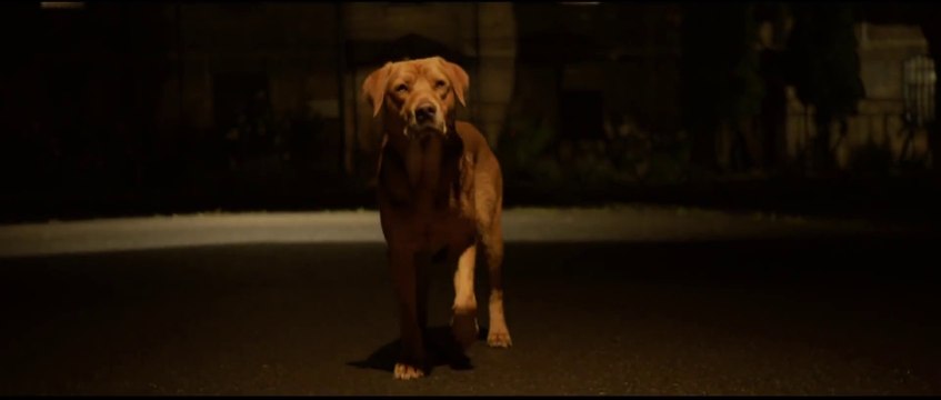 When maltreated dogs rise up and rebel : 'White God' Official Trailer