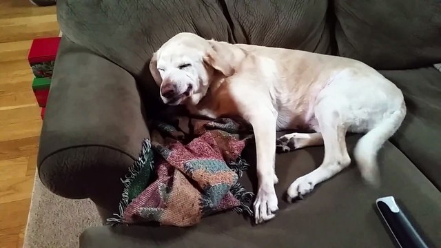 Ce chien se sent coupable... Coupable d'avoir bouffé le sapin de Noël!