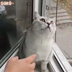 Bonzai Kafası Yaşayan Kedi