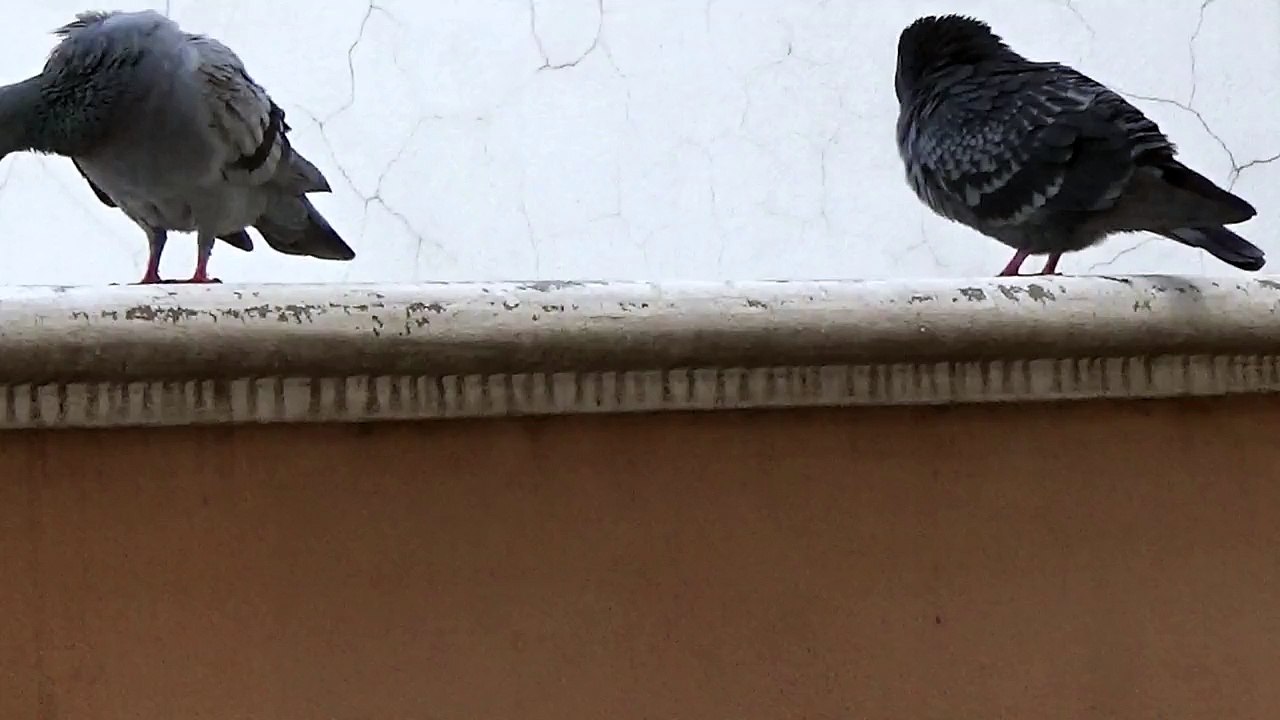 cock on the wall