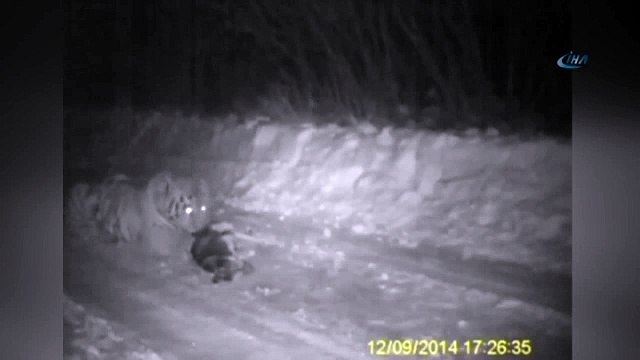 Putin’in kaplanı köpek yedi