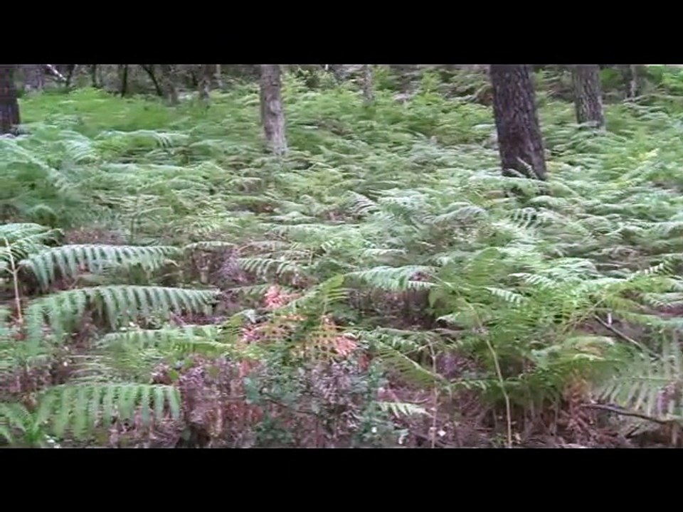 Petite version apocryphe d'Eve chassée du paradis terrestre