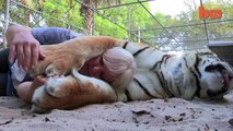 Florida Woman Keeps Bengal Tigers In Her Garden