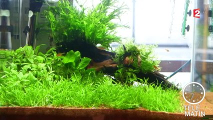 L’aquascaping