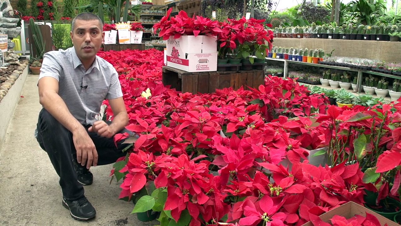 Poinsétia, a estrela do Natal