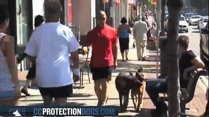 Coffee break at Starbucks| ccprotectiondogs.com