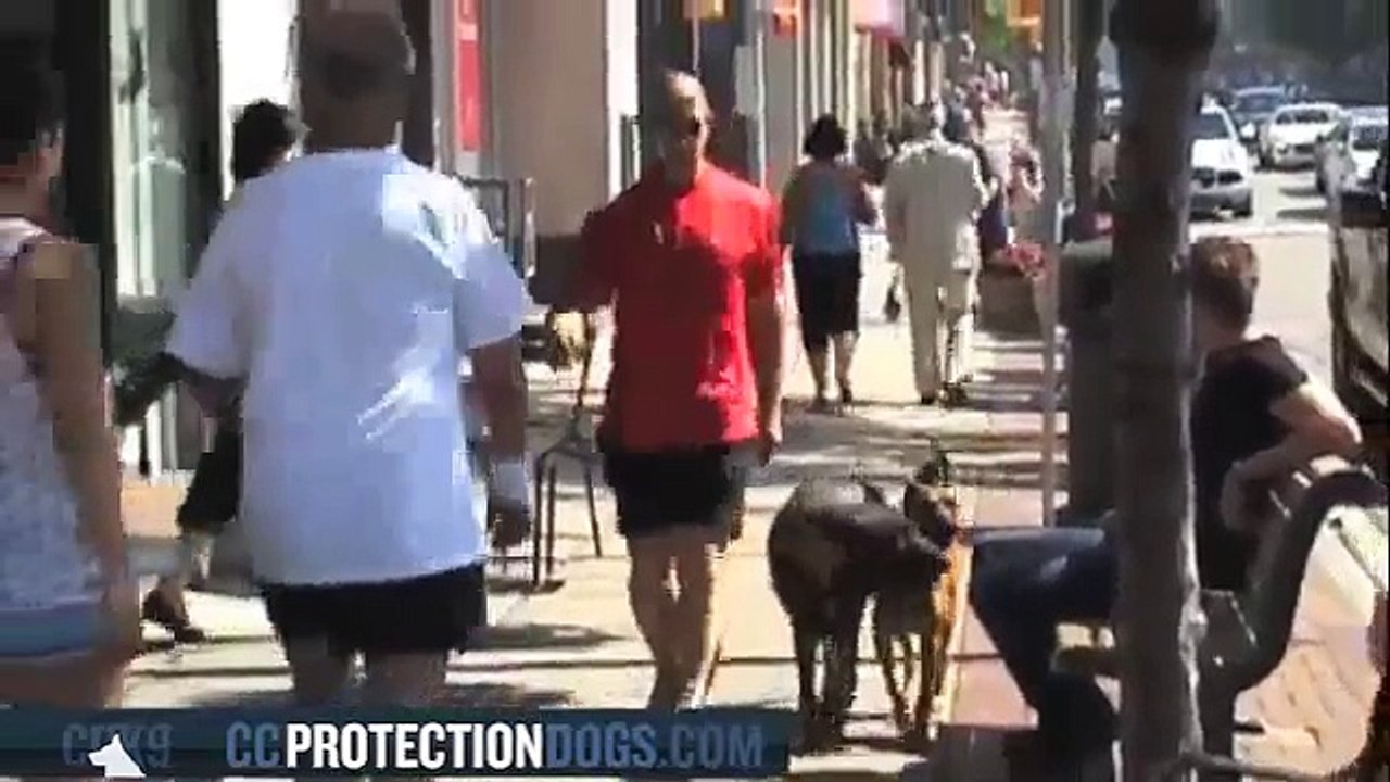 Coffee break at Starbucks| ccprotectiondogs.com