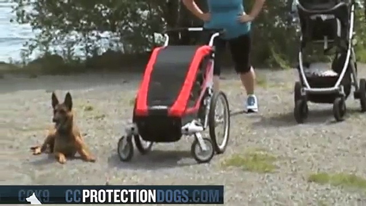 Babies and Protection Dogs| ccprotectiondogs.com
