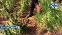 بالفيديو.. حملات إبادة مكبرة لزراعات المخدرات بجنوب سيناء‎