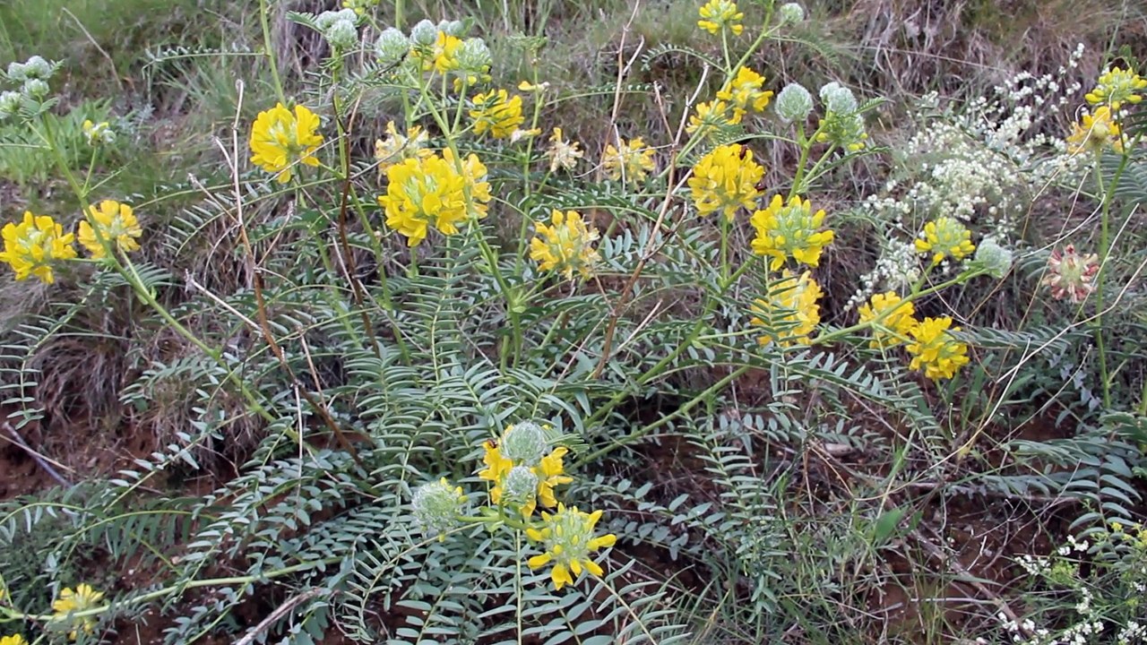 Başbahar Fakılıda çok güzeldir :)