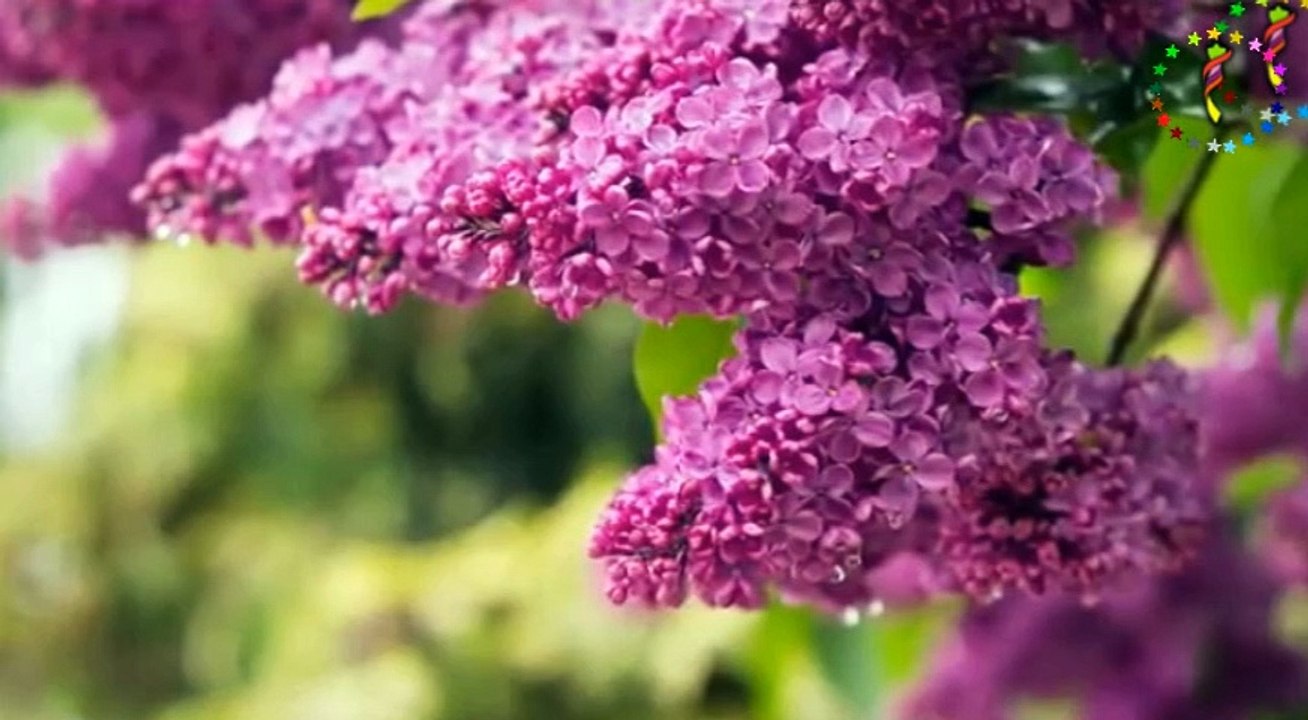 Grup Anılar  ♫ ♥ ♪ Dönmez olsun