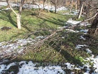 Led polomio i voćke, 15. decembar 2014. (RTV Bor)