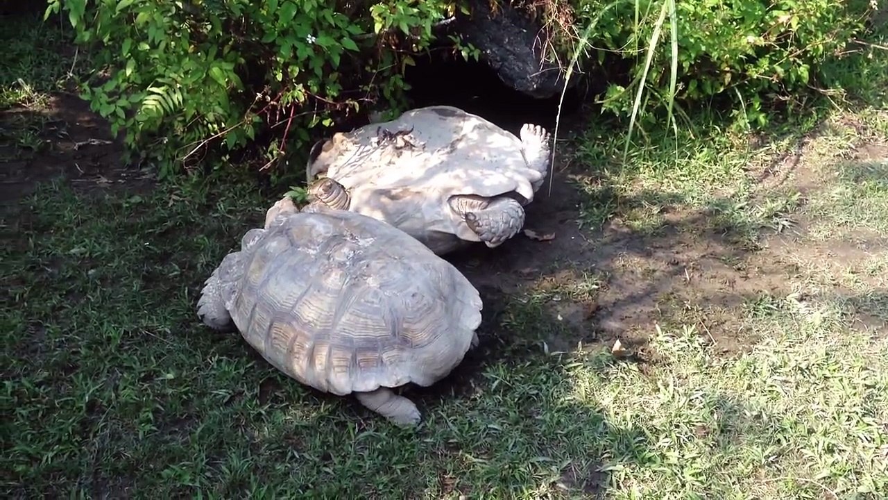 turtle help turtle