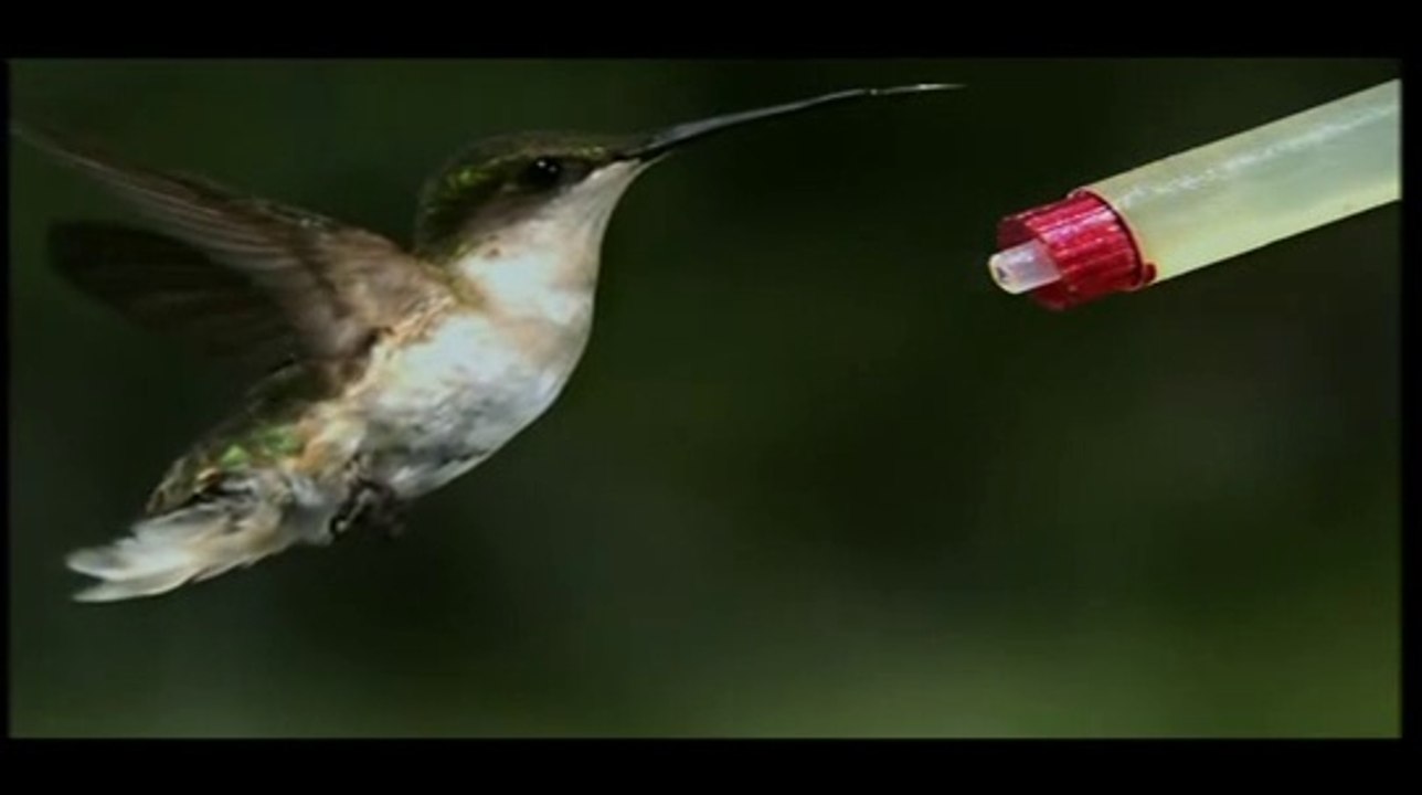 COLIBRÍ - A CÁMARA SUPER LENTA - DOCUMENTAL
