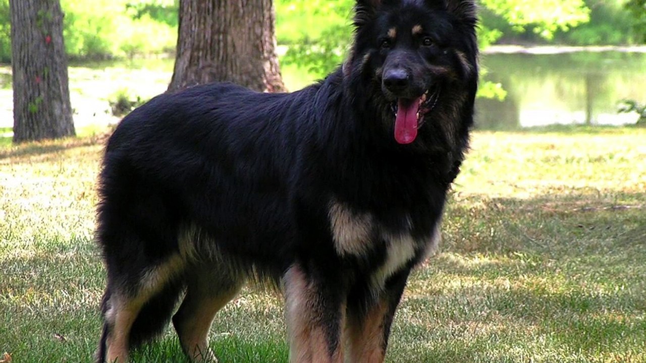 King Shepherd