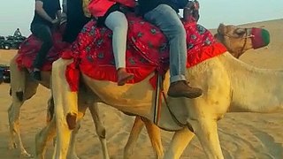 Camel desert safari Dubai- Arabian NIght Safari dubai