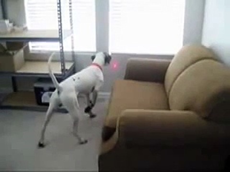 Pointeur laser sur le collier d'un chien