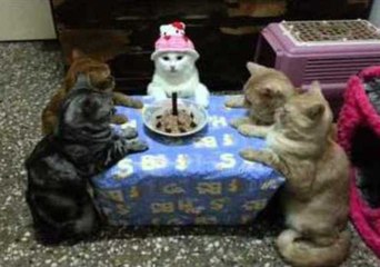 Cat Celebrates Her Birthday in Style