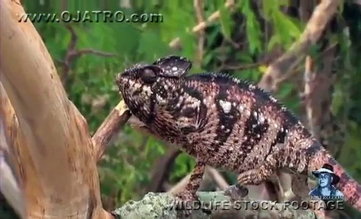 snake dangerous animal...watch