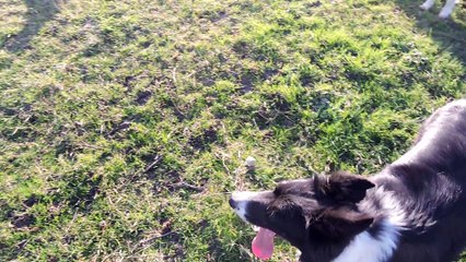 Tous les chiens en balade.