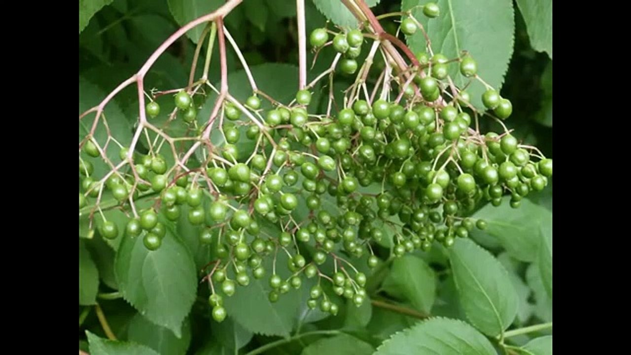 MICHEL BOUDAUD : "Le bonheur" (paroles et musique : Michel Boudaud)