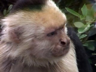 le singe capucin