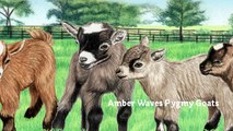 Pygmy Gaots | Pygmy Goats for Sale