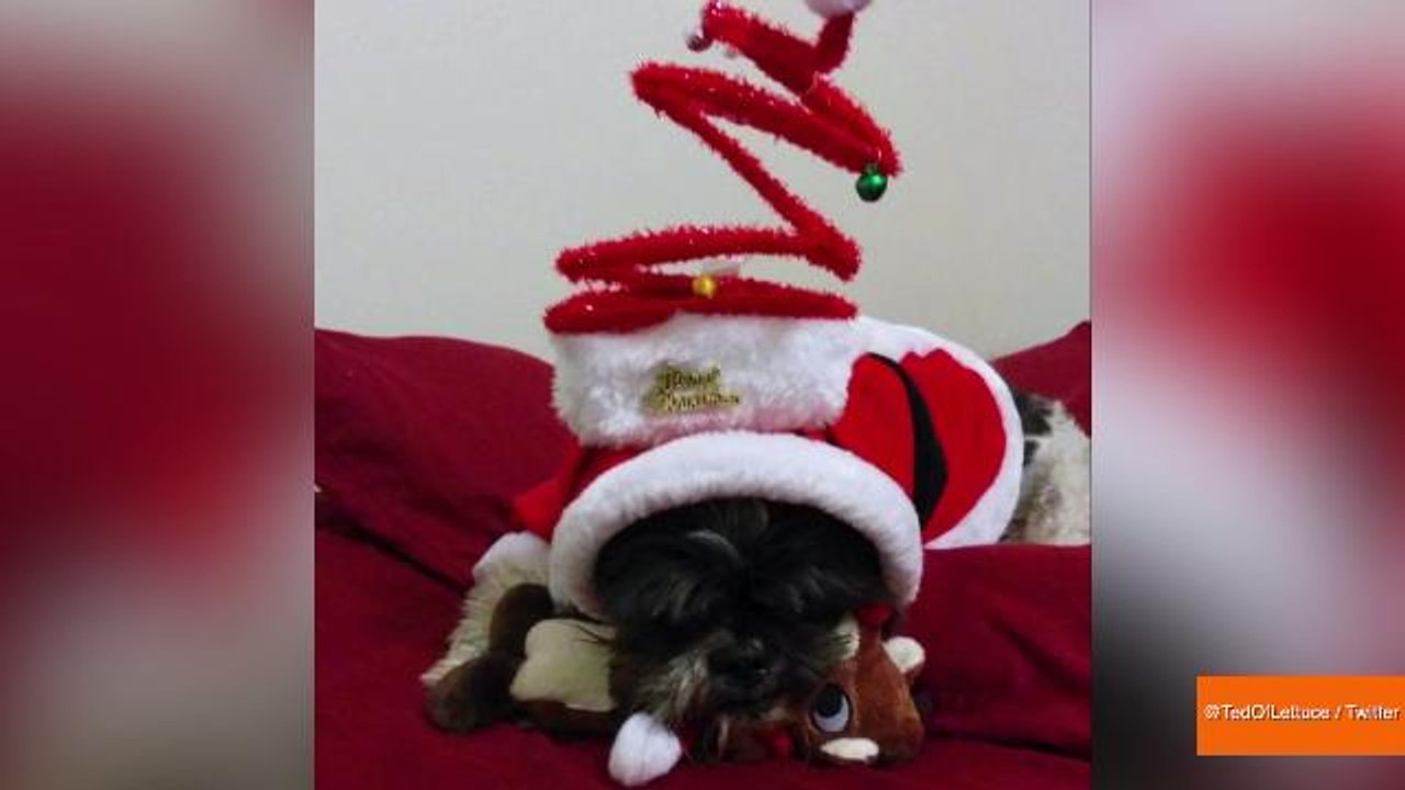 The Best Tips To Protect Your Pets During the Holidays