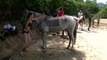 baignade avec les chevaux en Guadeloupe