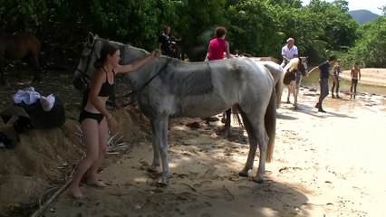 baignade avec les chevaux en Guadeloupe