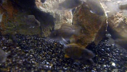 Aulonocara jongen nyassae jongen