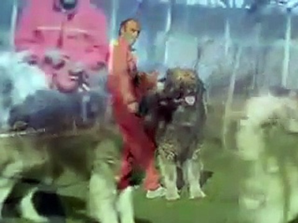 Kars Çoban Köpekleri - İzleyin süper