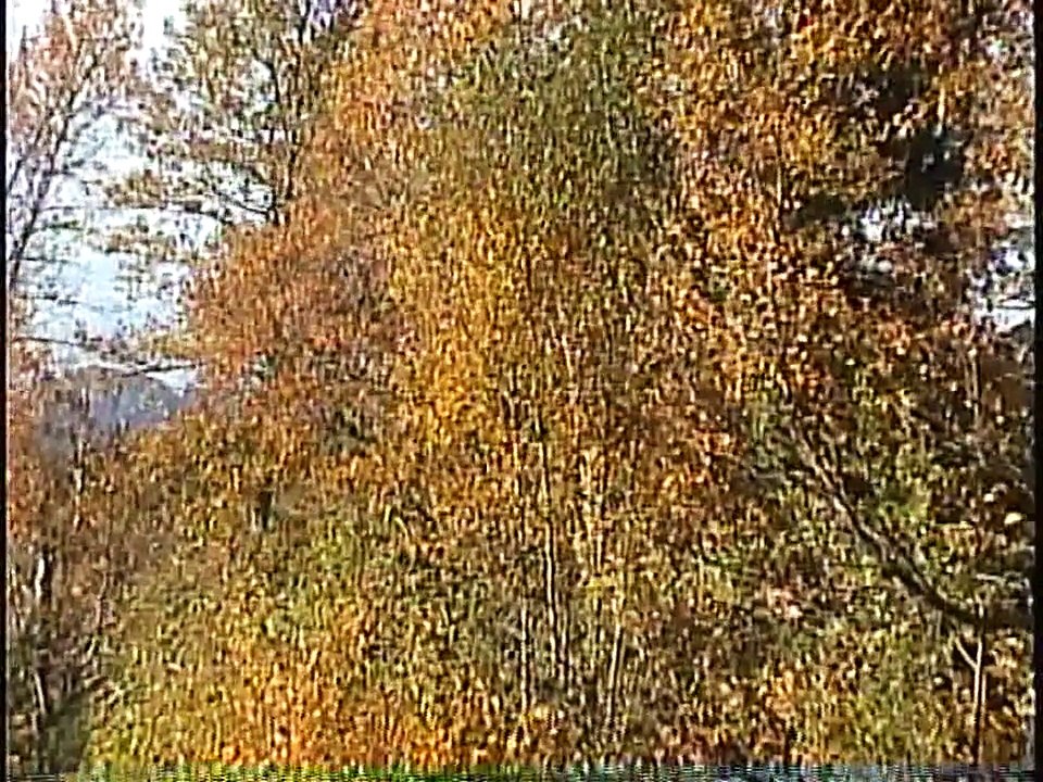 Bella Coola Natural History: Anna's Hummingbird, Golden-crowned Sparrow, Eurasian Starling, Northern Shrike