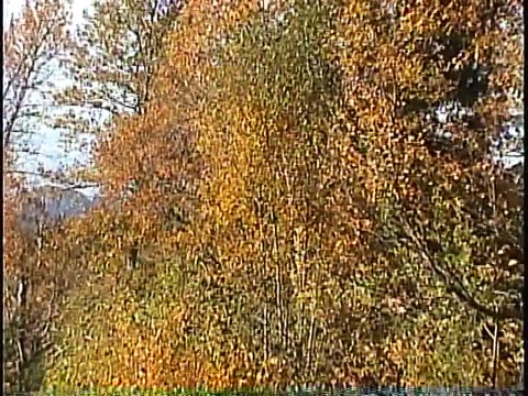 Bella Coola Natural History: Anna's Hummingbird, Golden-crowned Sparrow, Eurasian Starling, Northern Shrike