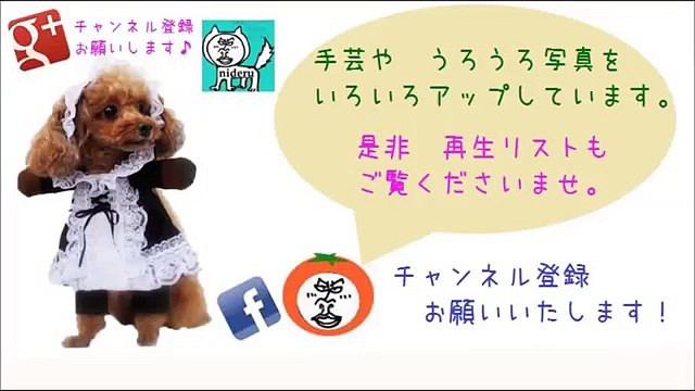 日本料理 扇 3 刺身 【 うろうろ近畿 】大阪府 貝塚市 松葉温泉 滝の湯 内 Japanese Cuisine Japanese food restaurant Õgi